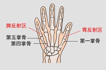 手掌部反射区位置图