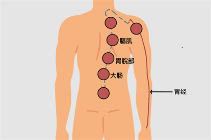 背部拔罐去肺火的位置图