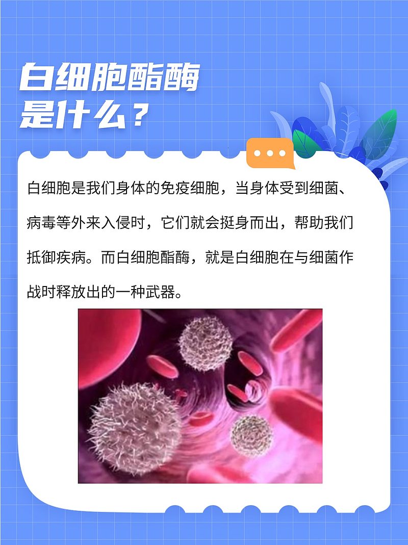 白细胞酯酶：身体的小勇士
