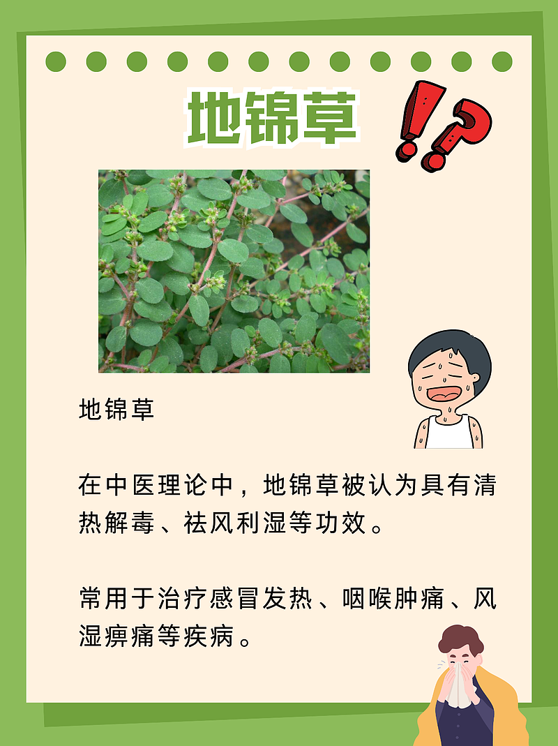 地锦草：绿色小草的大能量