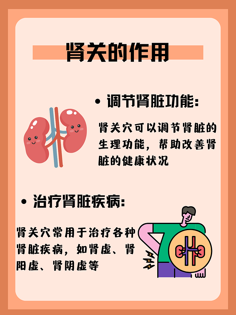 探寻肾脏的“神秘之门”—肾关