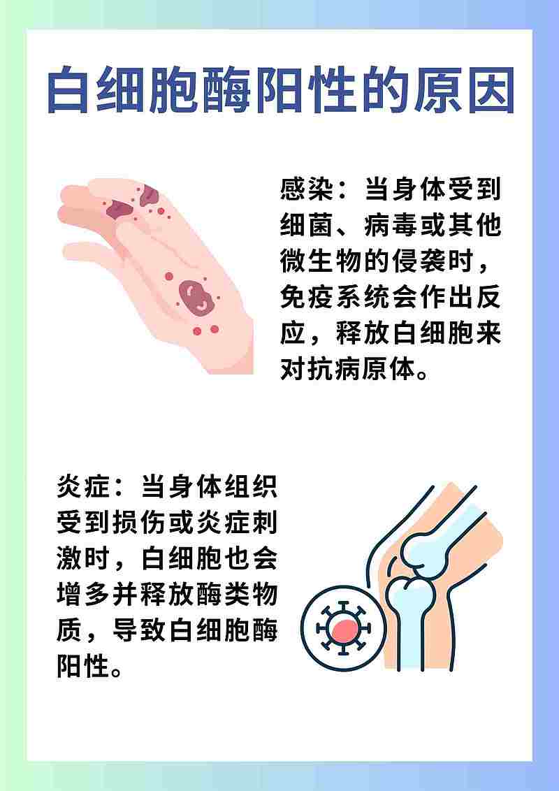 白细胞酶阳性，是否与伴侣有关？