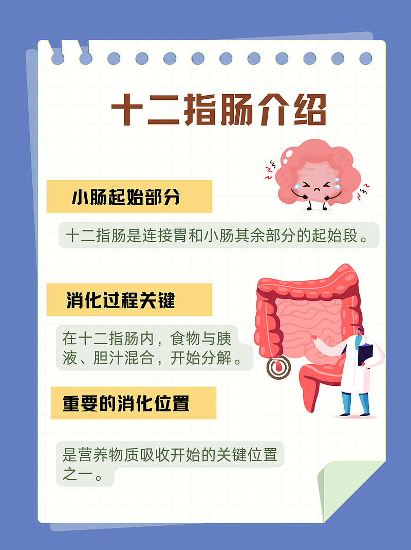 十二指肠真相：小肠的隐藏宝藏