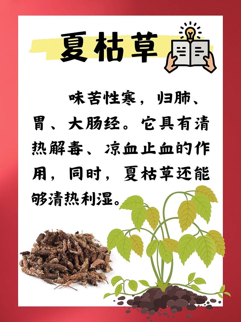 茵陈和夏枯草，我的两位“清热高手”