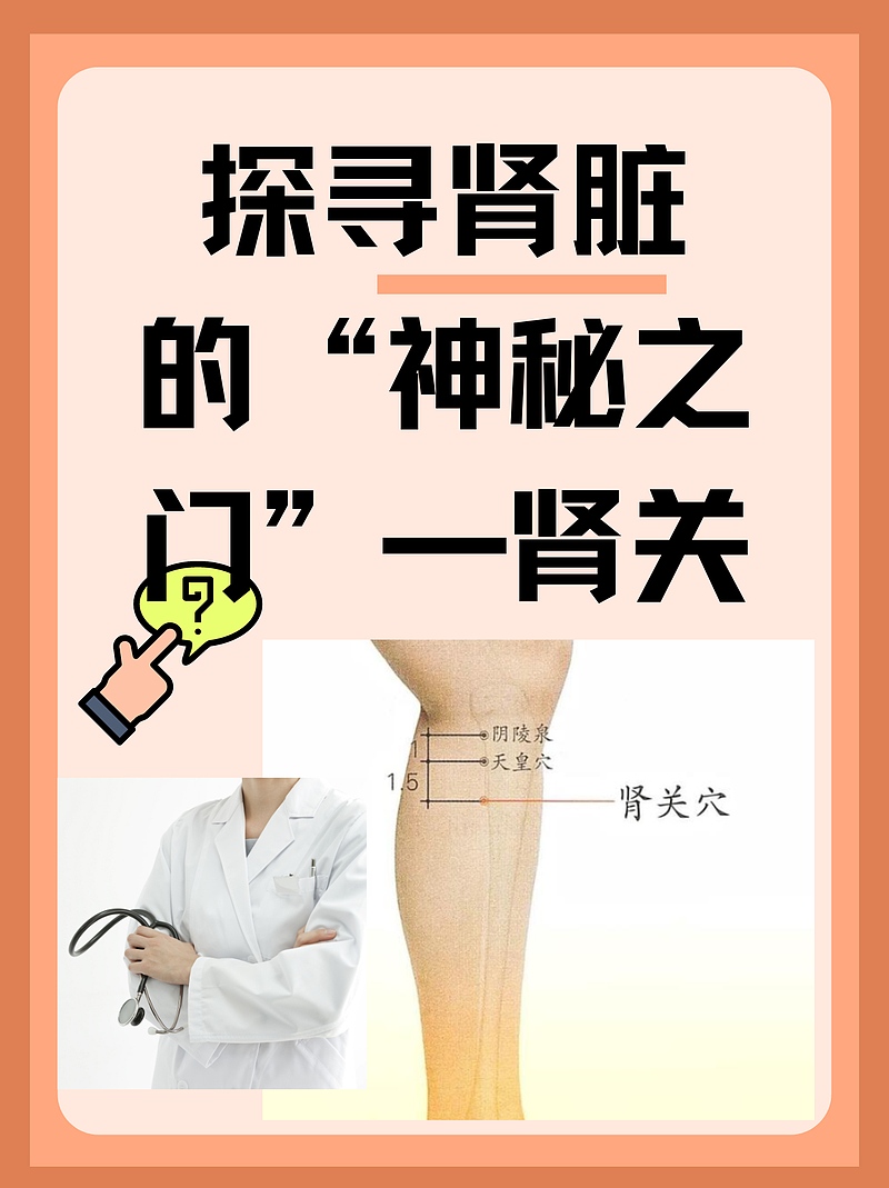 探寻肾脏的“神秘之门”—肾关